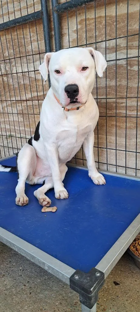 An adult medium-sized male American Bulldog dog named Sumo for adoption in Marianna, FL
