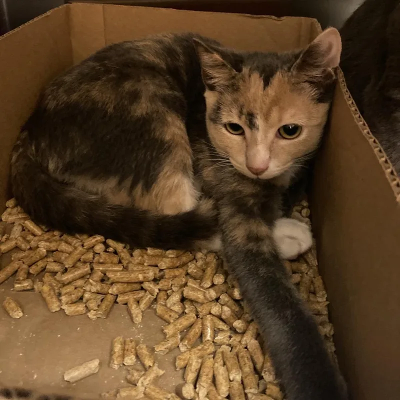 A baby small-sized female Calico Domestic Short Hair cat named WAGSStray_ for adoption in Westminster, CA