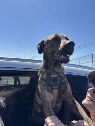 Hugo