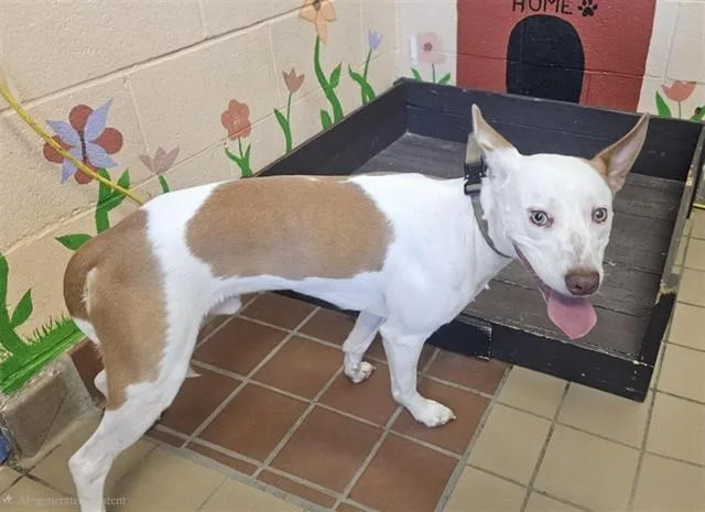 A young medium-sized male Pit Bull Terrier dog named Ruger for adoption in Castaic, CA