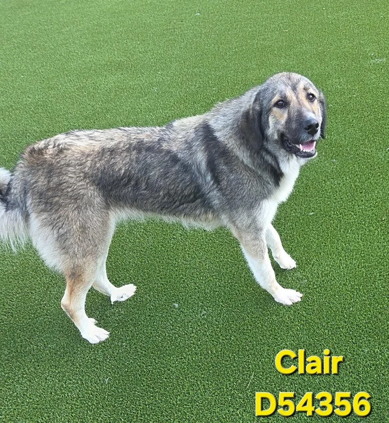 A young medium-sized female Labrador Retriever dog named Clair for adoption in Clarksville, TN