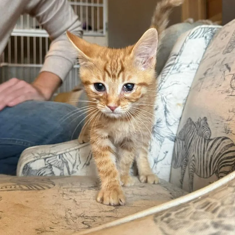 A baby small-sized male Orange / Red Domestic Short Hair cat named Billy for adoption in Woodstock, VA