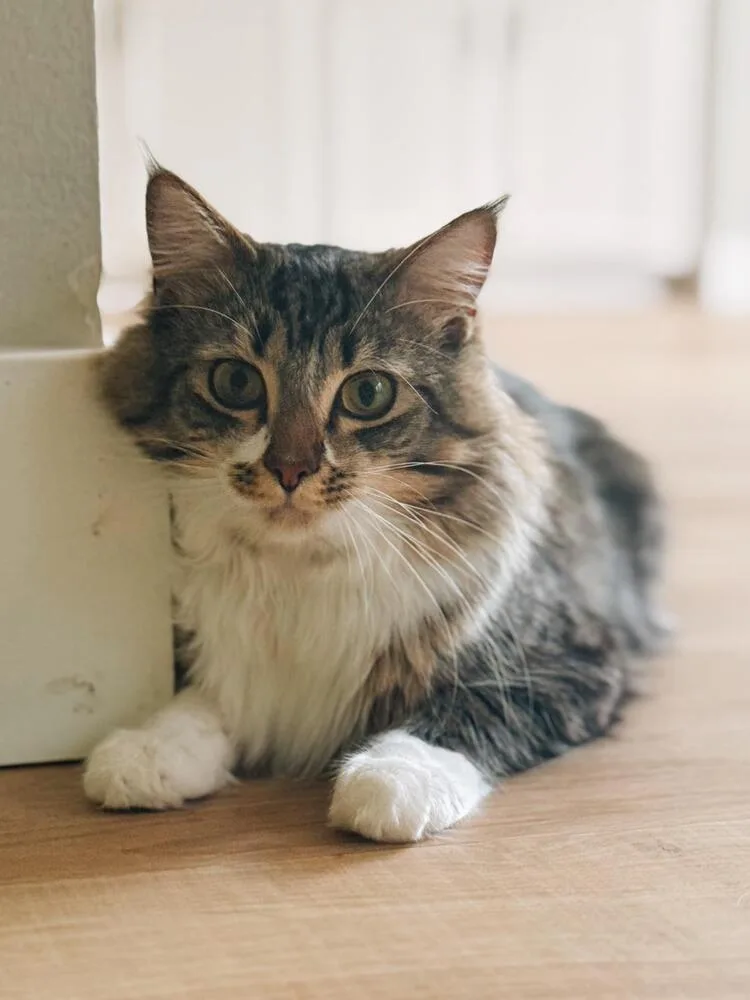 An adult medium-sized male Domestic Medium Hair cat named Luffy for adoption in Orlando, FL