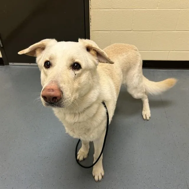 An adult extra large-sized male German Shepherd Dog dog named Kc for adoption in Denver, CO