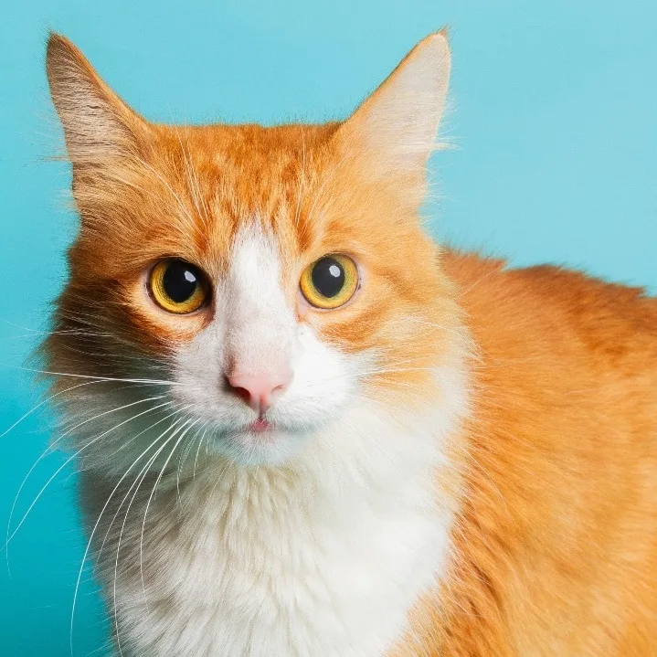 An adult large-sized male Orange & White Domestic Long Hair cat named Sawyer for adoption in Philadelphia, PA