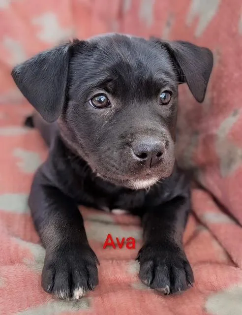 Ava thumbnail 2