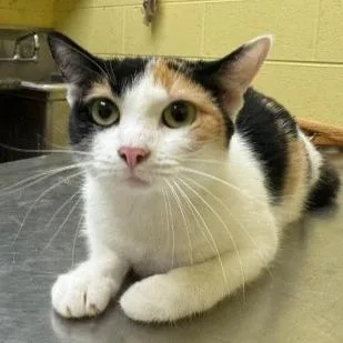 A young medium-sized female Calico Domestic Short Hair cat named Butterscotch for adoption in New Fairfield, CT