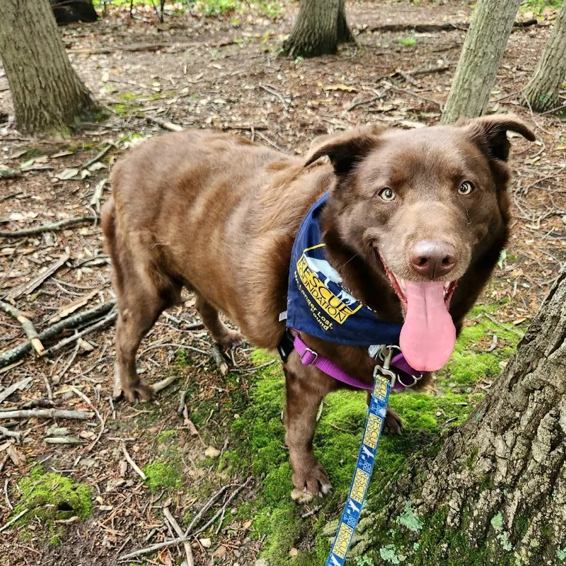 An adult extra large-sized male Brown / Chocolate Labrador Retriever dog named Coffee Bean for adoption in Falls Church, VA