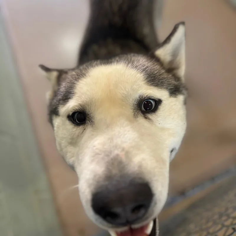An adult medium-sized male Black Husky dog named Milo for adoption in Vineland, NJ