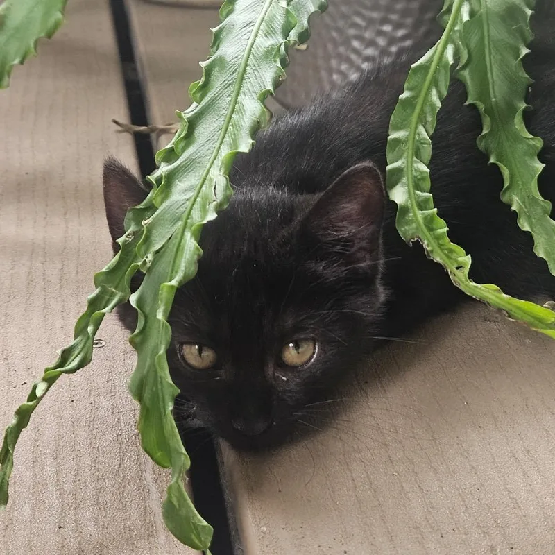 A baby small-sized female Black Domestic Short Hair cat named Emmie for adoption in Huntsville, AL