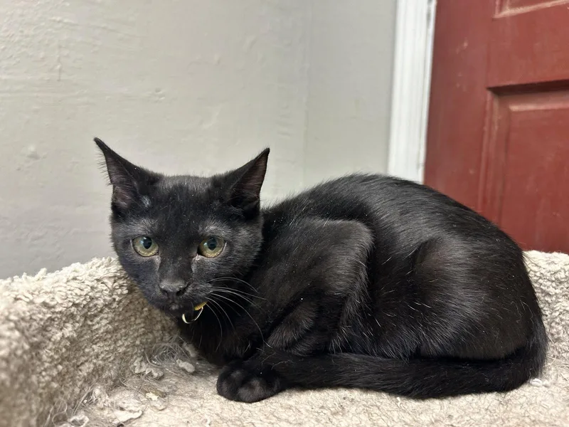 A young medium-sized female Black Domestic Short Hair cat named Kuro for adoption in Locust Grove, GA