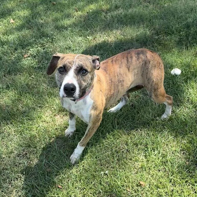 A young medium-sized female Brindle Pit Bull Terrier dog named Brooke for adoption in Valdosta, GA