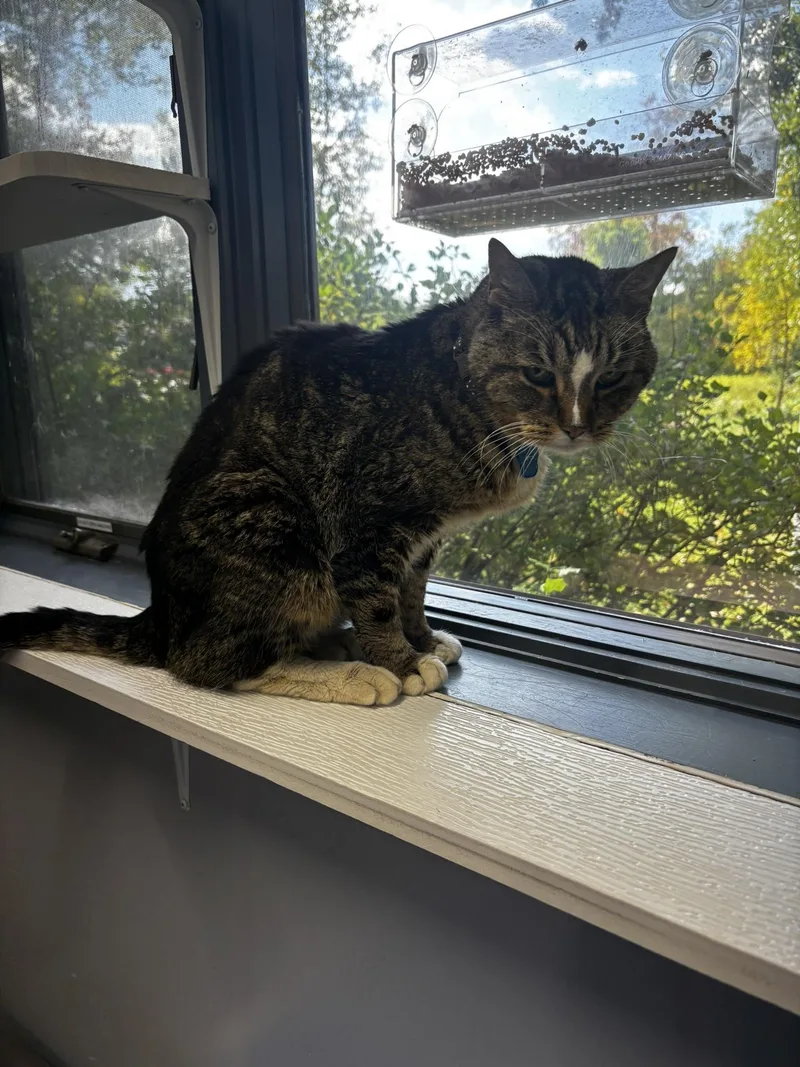 Vance  Purrmanent Resident