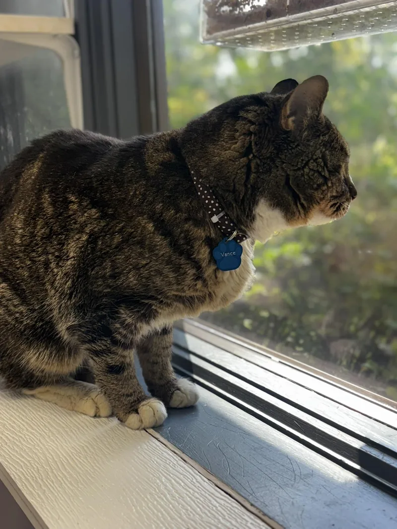 Vance  Purrmanent Resident thumbnail 2