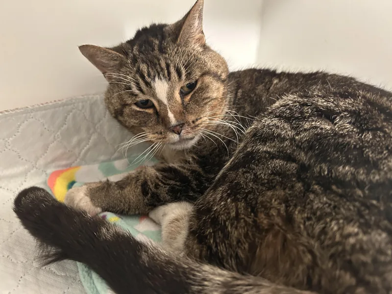 Vance  Purrmanent Resident thumbnail 3