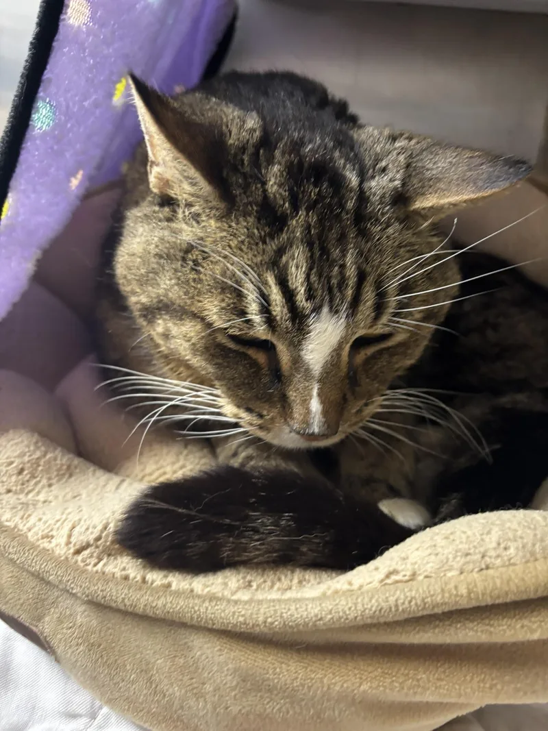 Vance  Purrmanent Resident thumbnail 4