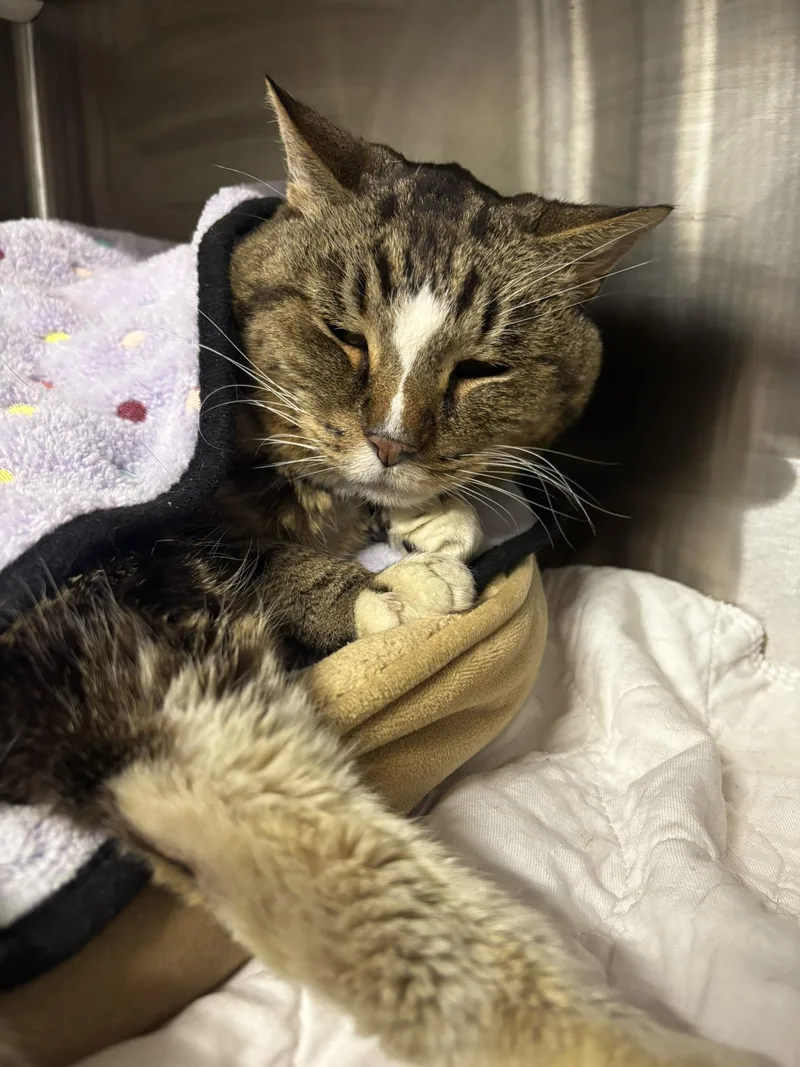 Vance  Purrmanent Resident thumbnail 5