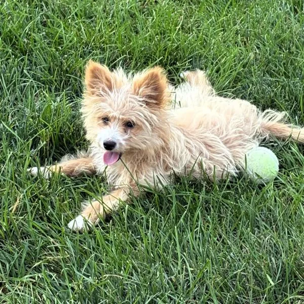 A baby small-sized female Miniature Poodle dog named Daisy for adoption in Des Moines, IA