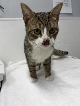 An adult small-sized male Domestic Short Hair cat named Tyrone for adoption in West Chester, PA