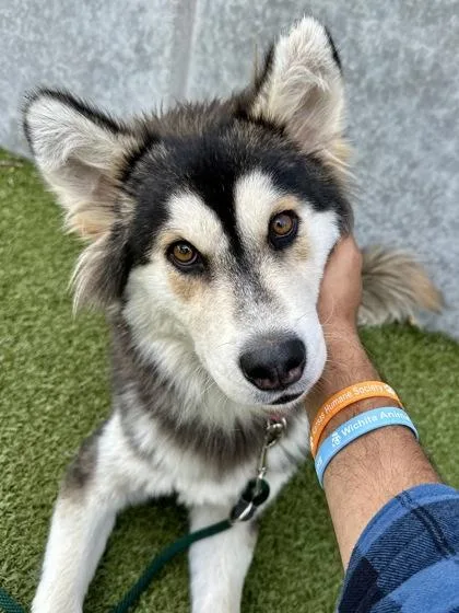 A young large-sized male Black Mixed Breed dog named Tokidora for adoption in Wichita, KS