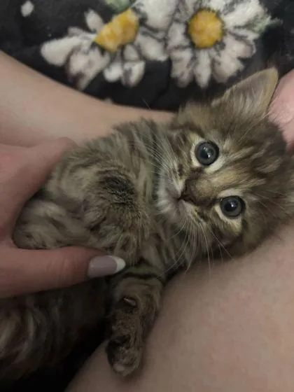 Squishy