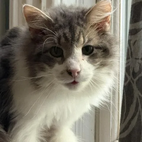 A senior medium-sized male Gray & White Domestic Long Hair cat named Malcolm for adoption in Chicago, IL