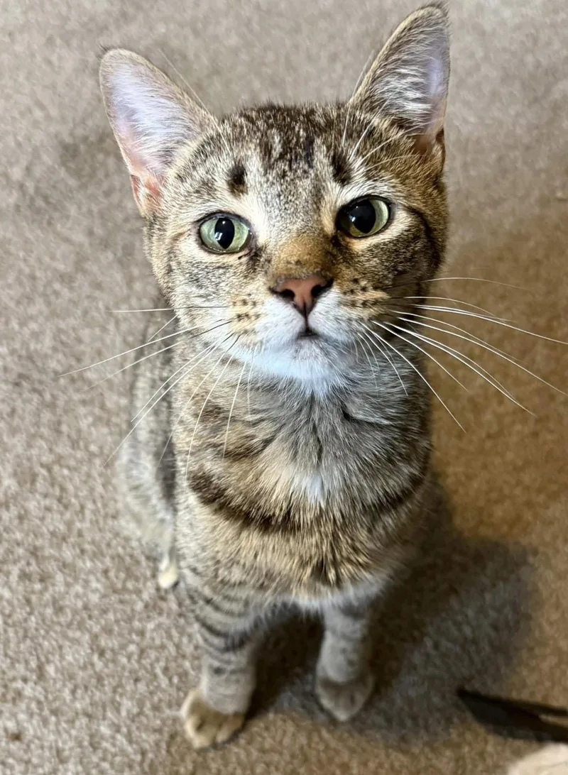 A young medium-sized female Tabby (Buff / Tan / Fawn) Domestic Short Hair cat named Alicia for adoption in Hamburg, NY