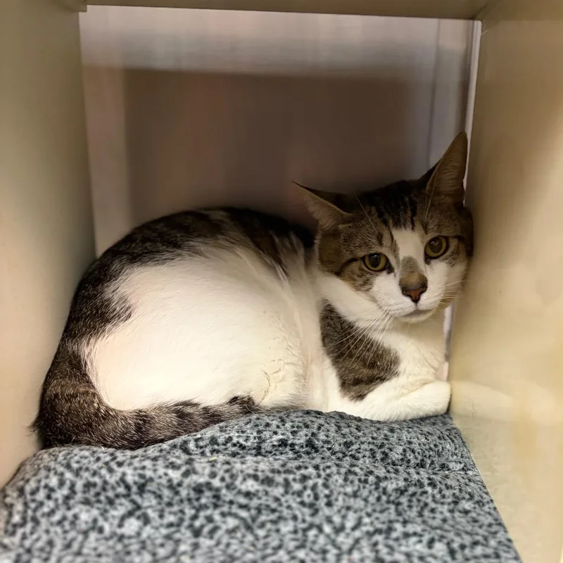 An adult small-sized male Brown / Chocolate Domestic Short Hair cat named Wolf for adoption in Newark, NJ