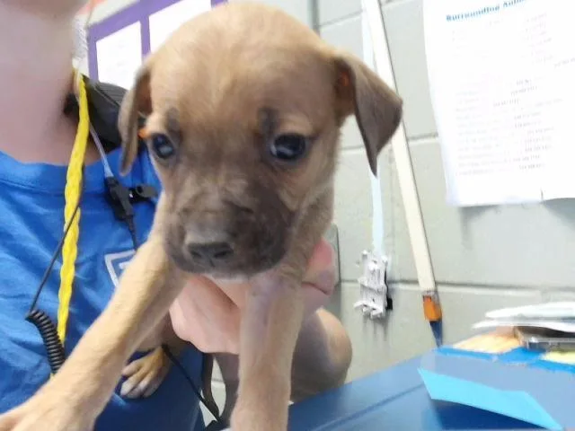 A baby small-sized female Pit Bull Terrier dog named Cheerios for adoption in Tulsa, OK