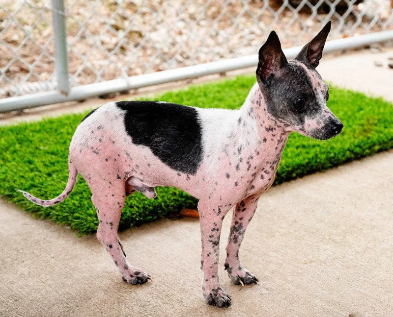 An adult small-sized male Chihuahua dog named Britt for adoption in Ellijay, GA