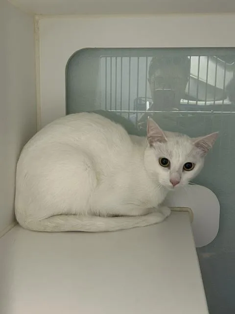 An adult medium-sized female White Domestic Short Hair cat named Marsha for adoption in Muskegon, MI