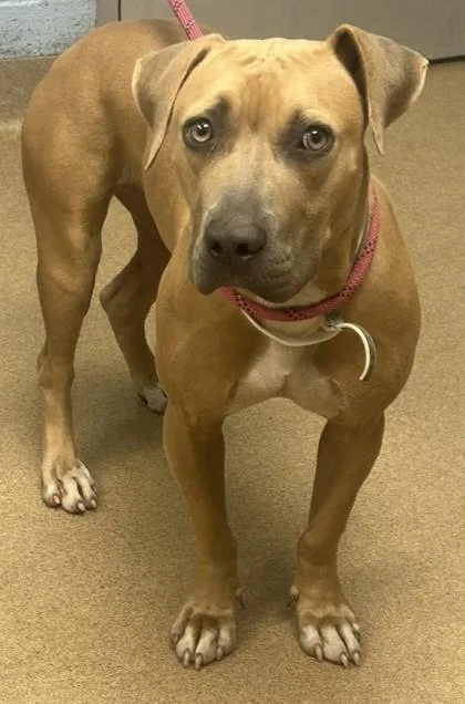 An adult large-sized female Mixed Breed dog named Clover for adoption in Chamblee, GA