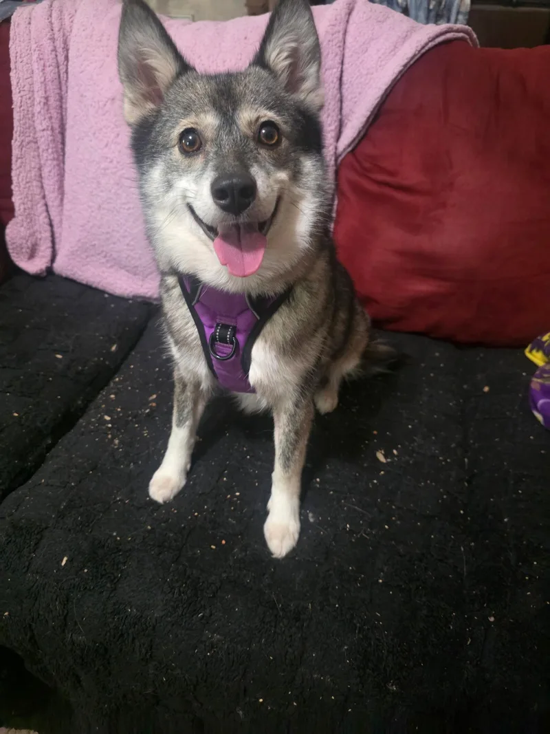 An adult medium-sized female Husky dog named Maikoh for adoption in Holly Springs, NC