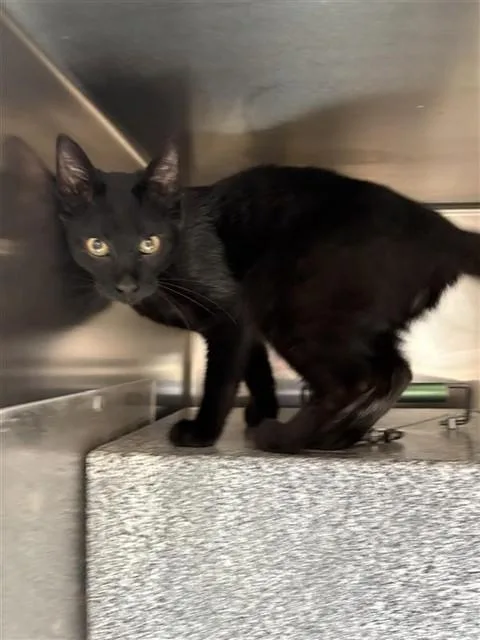 A young medium-sized male Domestic Short Hair cat named Weeveil for adoption in Sugar Land, TX