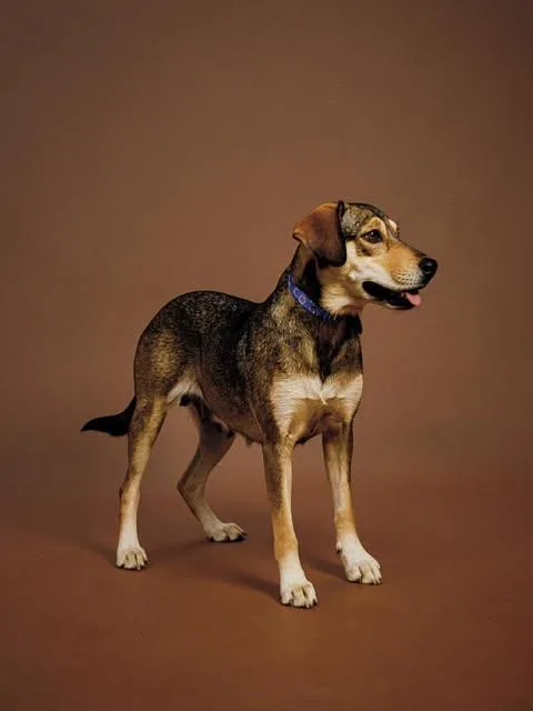 A young medium-sized female Tricolor (Brown, Black, & White) Shepherd dog named Solana for adoption in Vernon, CT