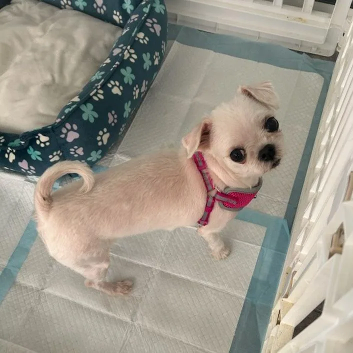 An adult small-sized female White / Cream Maltese dog named Rice for adoption in Ocala, FL