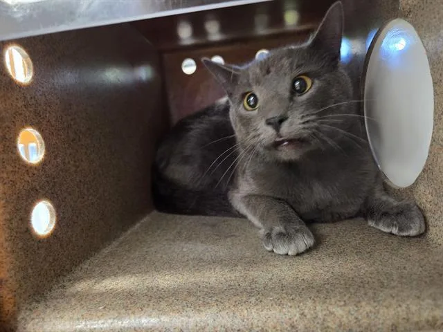 A young medium-sized male Domestic Short Hair cat named Teevee for adoption in Kent, WA