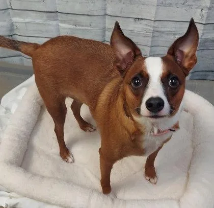 Chloe
