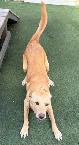 Remington thumbnail 2