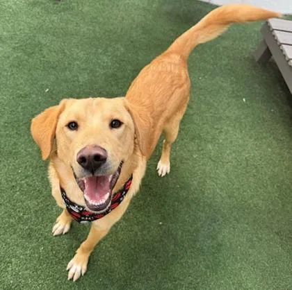 Remington thumbnail 3