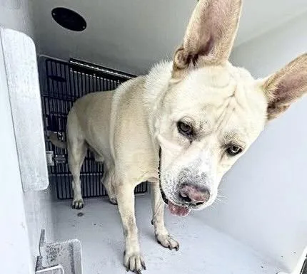An adult large-sized male Carolina Dog dog named A for adoption in Houston, TX