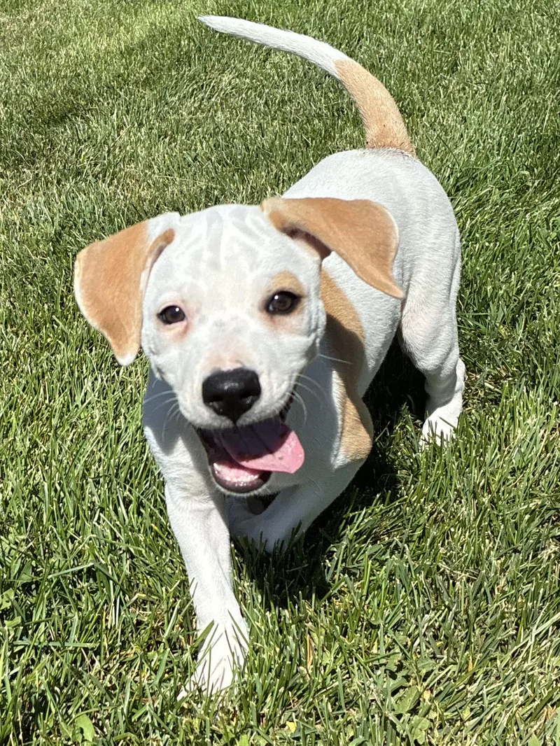A baby medium-sized female White / Cream Retriever dog named Amy for adoption in Fort Collins, CO
