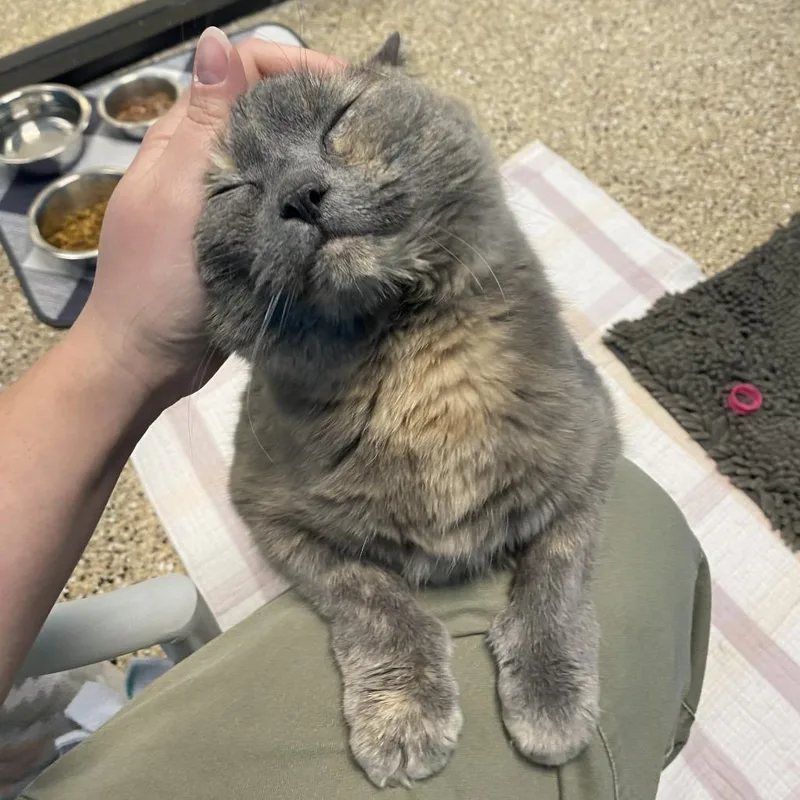 A senior extra large-sized female Gray / Blue / Silver Domestic Short Hair cat named Lou for adoption in Cheyenne, WY