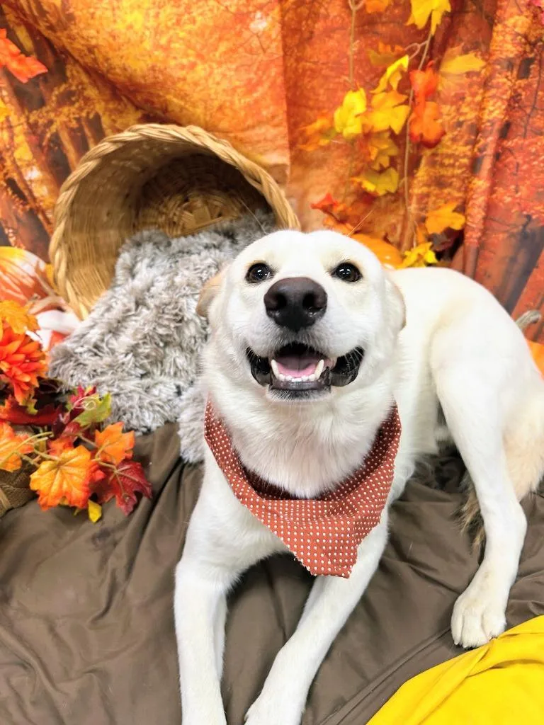 A young medium-sized male Husky dog named Johnny Utah for adoption in Bryant, AR
