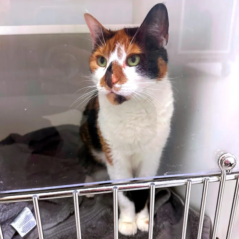 An adult medium-sized female Flame Point Domestic Short Hair cat named Bramble for adoption in Philadelphia, PA