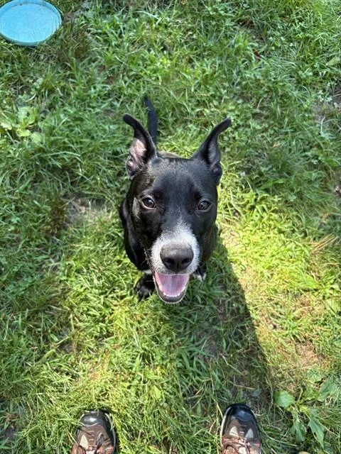 A young medium-sized male Pit Bull Terrier dog named Bullwinkle for adoption in Brewster, MA