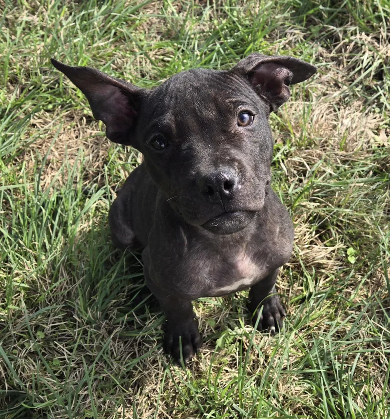 A baby medium-sized male Pit Bull Terrier dog named Sylvester McMonkey McBean for adoption in Graham, TX