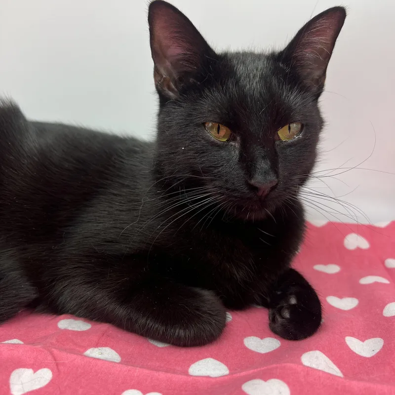 Polkadot thumbnail 2