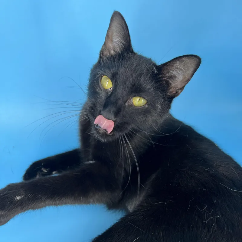 Polkadot thumbnail 3