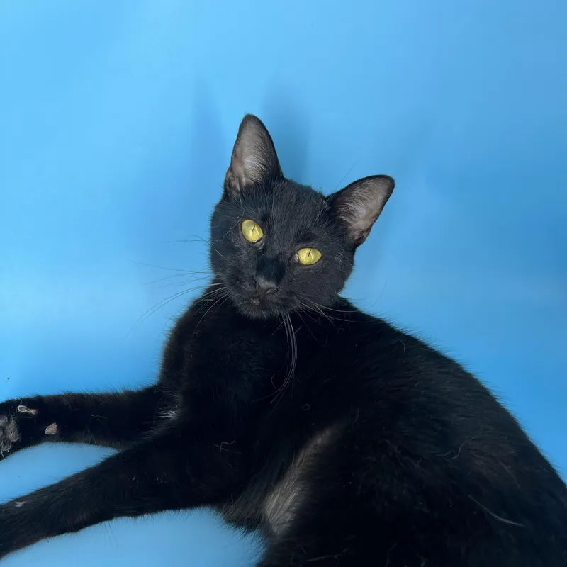 Polkadot thumbnail 4